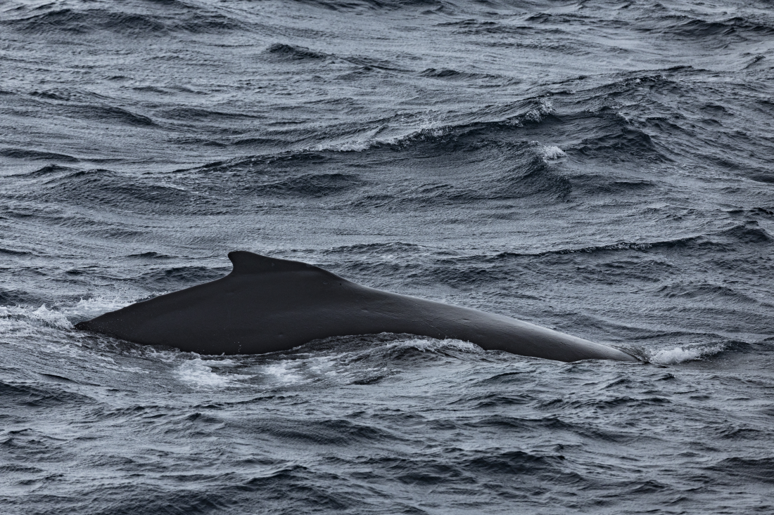a whale visible from the surface of the ocean a whale visible from the surface of the ocean